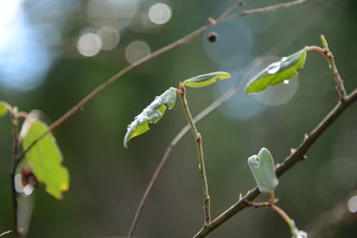 DSC_0890 (Large).JPG